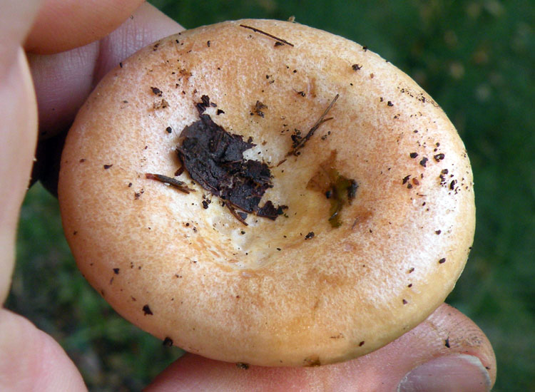 Due Clitocybe gibba? O Lepista flaccida? O...